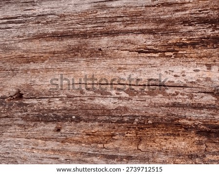 The rough, three-dimensional texture of the tree bark, which clearly shows the traces of time, and the irregular curves stand out.