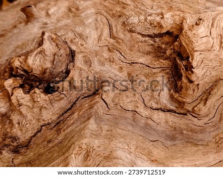 The rough, three-dimensional texture of the tree bark, which clearly shows the traces of time, and the irregular curves stand out.