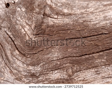 The rough, three-dimensional texture of the tree bark, which clearly shows the traces of time, and the irregular curves stand out.