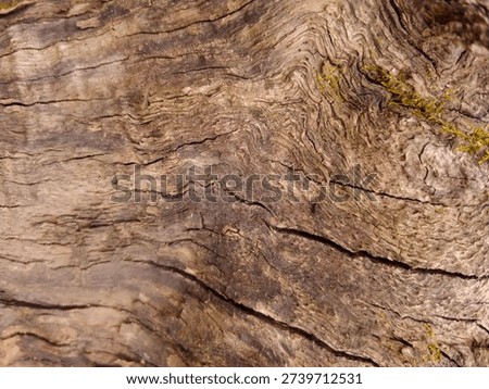 The rough, three-dimensional texture of the tree bark, which clearly shows the traces of time, and the irregular curves stand out.