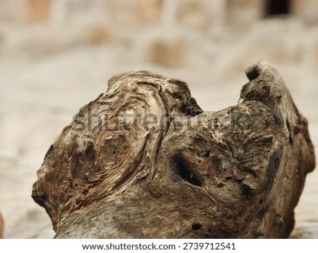 The rough, three-dimensional texture of the tree bark, which clearly shows the traces of time, and the irregular curves stand out.