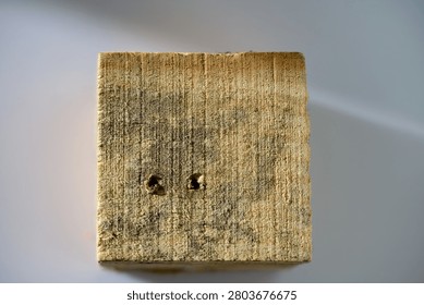 Rough Timber Block Showing Beetle Damage. Textured piece of weathered lumber with insect bore holes illustrating structural decay and pest infestation risks for construction and carpentry quality control