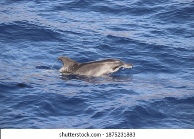 Rough toothed dolphin (Steno bredanensis). Picture taken during a whale watching trip in the south of Tenerife, Spain