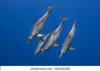 Rough Toothed Dolphins