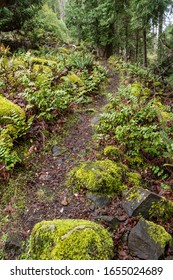 rough trail inside forest passing through green mosses covered rocks and ground