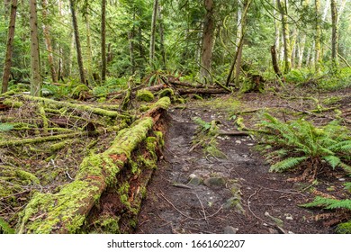 rough trail in the old forest with fallen tree trunks and trees covered with green mosses.