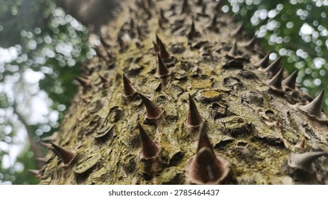 Rough tree bark covered with sharp brown thorns and soft bokeh light background. Nature concept