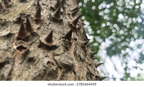 Rough tree bark covered with sharp brown thorns and soft bokeh light background. Nature concept