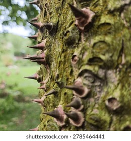 Rough tree bark covered with sharp brown thorns and soft bokeh light background. Nature concept
