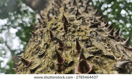 Rough tree bark covered with sharp brown thorns and soft bokeh light background. Nature concept