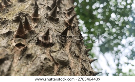 Rough tree bark covered with sharp brown thorns and soft bokeh light background. Nature concept