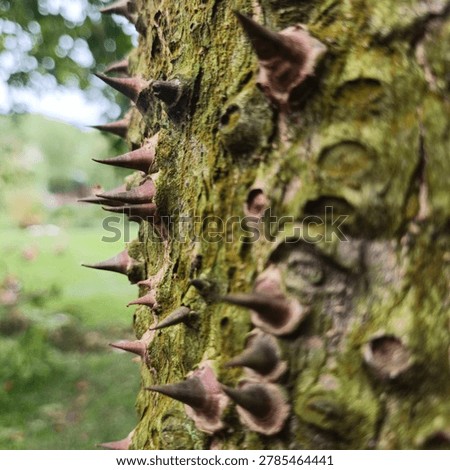 Rough tree bark covered with sharp brown thorns and soft bokeh light background. Nature concept