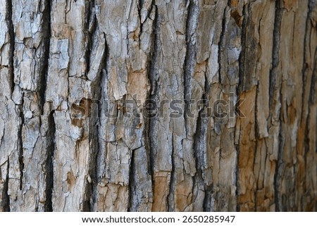 Rough tree bark with deep cracks and natural textures.