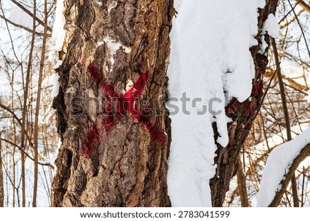 Rough tree bark marked with a vivid red X in a quiet, snowy winter forest. A stark sign of upcoming logging or removal