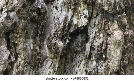 Rough tree bark texture