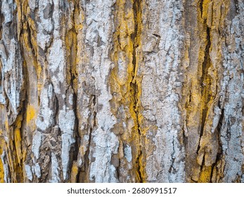 
Rough tree bark texture with vertical cracks and deep crevices. The bark is a mix of gray and white, with striking yellow and gold streaks running vertically through it.