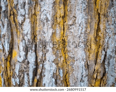 
Rough tree bark texture with vertical cracks and deep crevices. The bark is a mix of gray and white, with striking yellow and gold streaks running vertically through it.