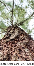 Rough Tree Trunk Texture With Blur Background Of Twigs And Leaves In The Morning