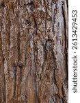 Rough trunk surface texture of worlds largest coniferous tree Giant Sequoia, also called Giant Redwood, latin name Sequoiadendron Giganteum.