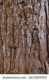 Rough trunk surface texture of worlds largest coniferous tree Giant Sequoia, also called Giant Redwood, latin name Sequoiadendron Giganteum.