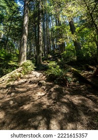 A Rough Uphill Trail Deep In The Forest On A Sunny Day