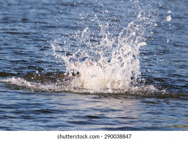 Rough Water In The Lake As A Backdrop