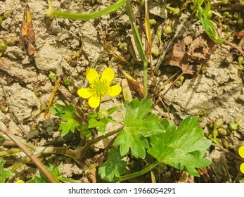 Rough-fruited of spinyfruit buttercup plant, Ranunculus muricatus, growing in Arousa Island, Galicia, Spain