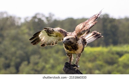 Rough-legged Buzzard, Bird Of Prey, Wildlife