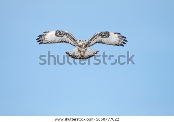Rough-legged Hawk bird in\
flight