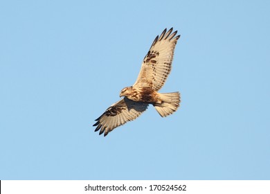 Rough-legged Hawk (Buteo lagopus) flying against a blue sky