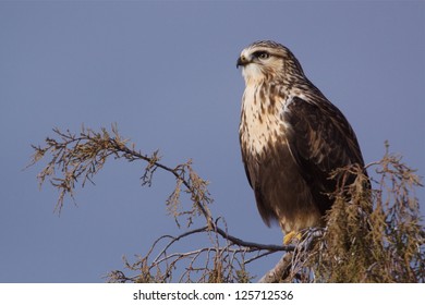 Rough-legged Hawk, Called Rough Legged Buzzard In Eurasia, Buteo Lagopus Bird Of Prey