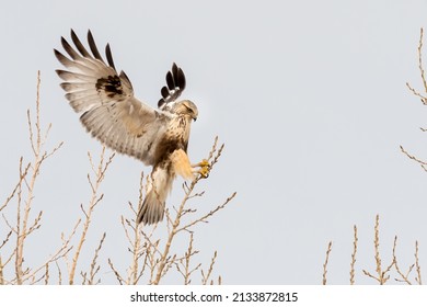 Rough-legged Hawk landing on a small branch