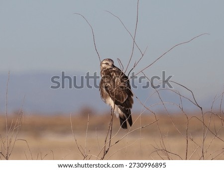Rough-legged Hawk (light morph) (buteo lagopus) perched in a leafless bush
