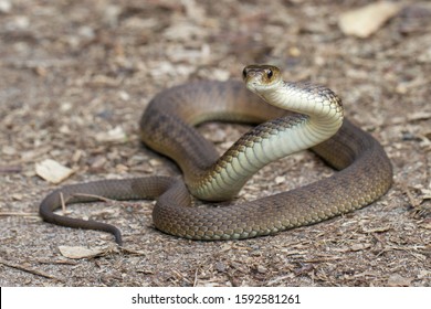 Rough-scaled Snake Or Clarence River Snake