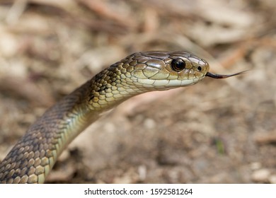 Rough-scaled Snake Or Clarence River Snake