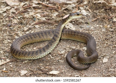 Rough-scaled Snake Or Clarence River Snake