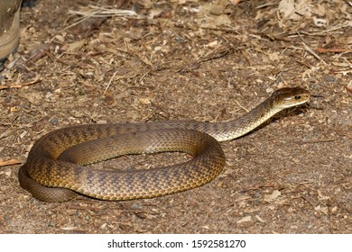 Rough-scaled Snake Or Clarence River Snake