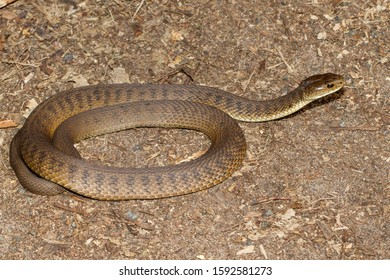 Rough-scaled Snake Or Clarence River Snake