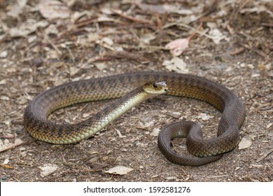 Rough-scaled Snake Or Clarence River Snake