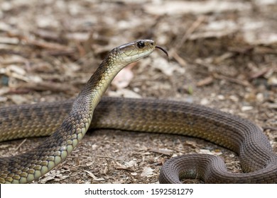 Rough-scaled Snake Or Clarence River Snake