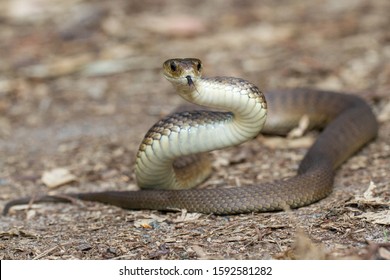 Rough-scaled Snake Or Clarence River Snake