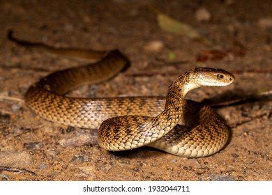 Rough-scaled Snake In Striking Position