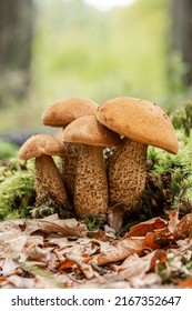 Rough-stemmed bolete (Leccinum scabrum) mushroom in the autumn oak forest