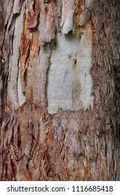 Rought Bark Texture Eucalyptus Nitens