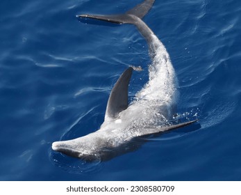 Rough-toothed dolphins, Steno bredanensis playing in the Gulf of Mexico