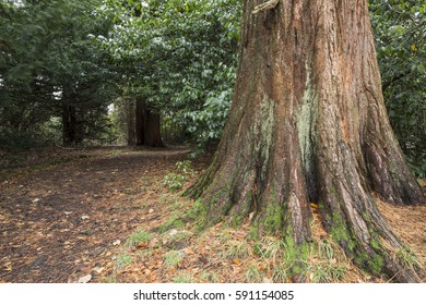 Rouken Glen. Park. Glen Walk