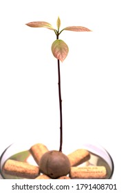 Round avocado pear seed germinating in water, winecork flotation method