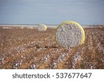 Round bales of cotton laying in a field after being harvested