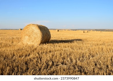 round bales of hay isolated on the field in sunset  - Powered by Shutterstock