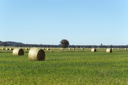 Round Bales Of Hay In A Lush Grass Pasture